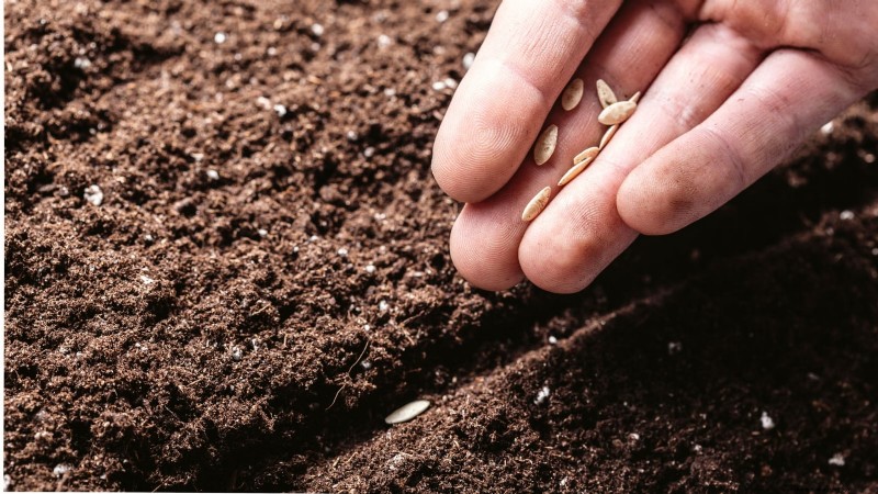 Best Time to Plant Cucumber Seeds: A Zone-by-Zone Guide