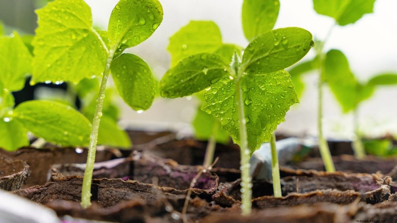 Best Time to Plant Cucumber Seeds: A Zone-by-Zone Guide