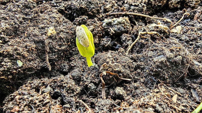 Best Time to Plant Cucumber Seeds: A Zone-by-Zone Guide