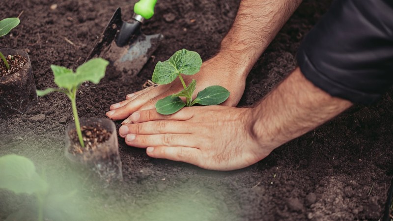 Best Time to Plant Cucumber Seeds: A Zone-by-Zone Guide