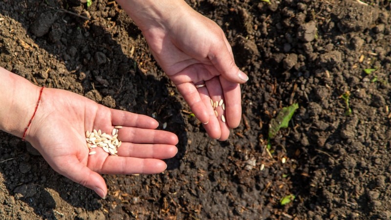 Best Time to Plant Cucumber Seeds: A Zone-by-Zone Guide