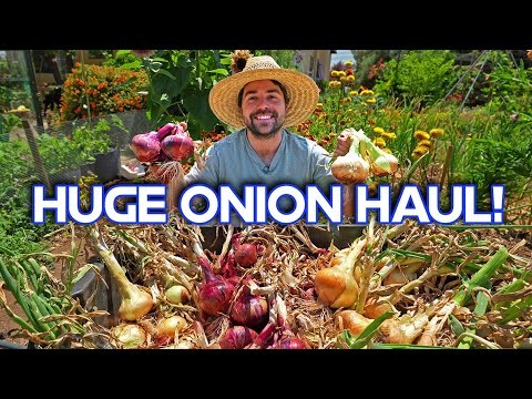Onions: Seeds vs. Sets - Which is Best for Your Garden?