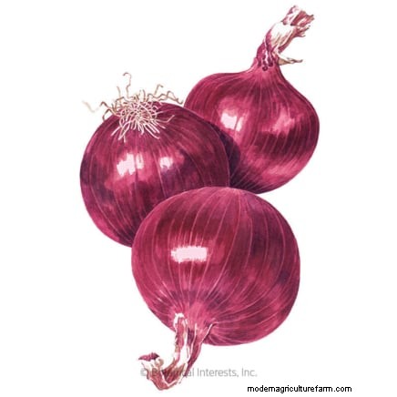 Onions: Seeds vs. Sets - Which is Best for Your Garden?