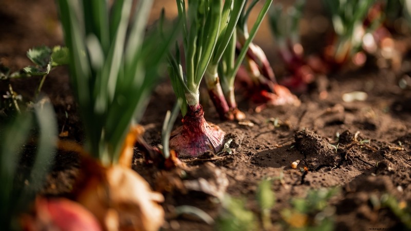 Onions: Seeds vs. Sets - Which is Best for Your Garden?
