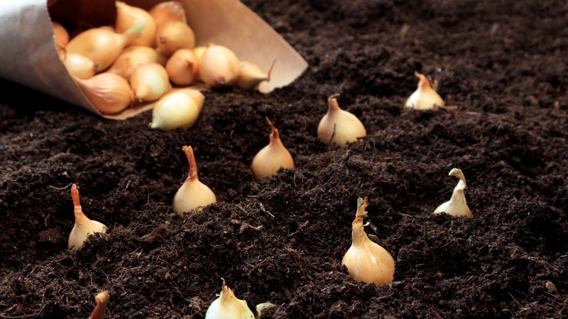 Onions: Seeds vs. Sets - Which is Best for Your Garden?