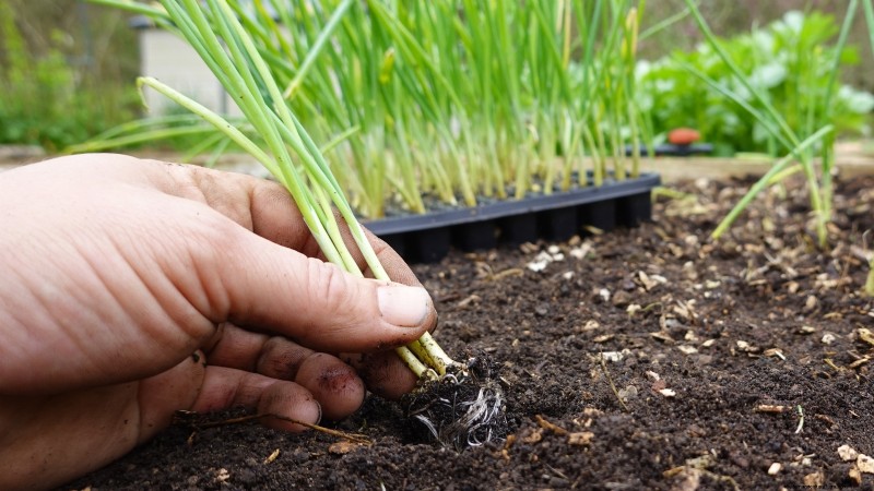 Onions: Seeds vs. Sets - Which is Best for Your Garden?