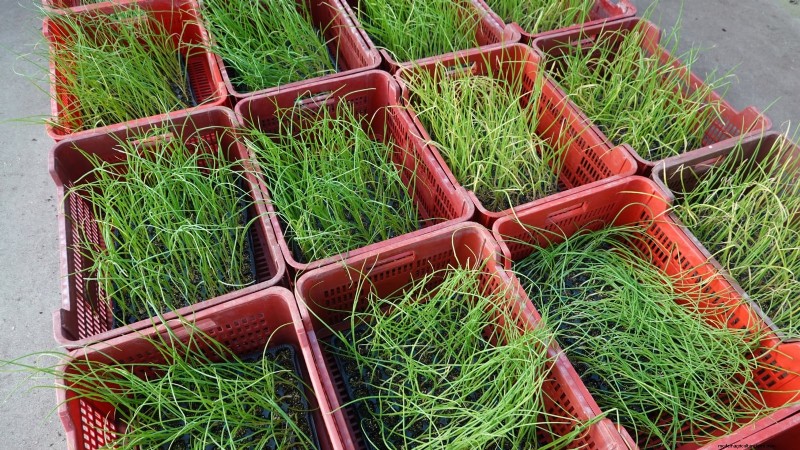 Onions: Seeds vs. Sets - Which is Best for Your Garden?