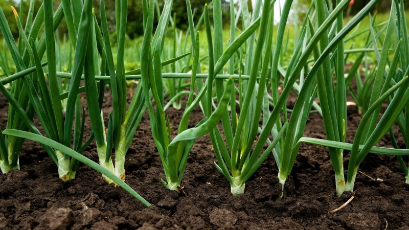 Onions: Seeds vs. Sets - Which is Best for Your Garden?