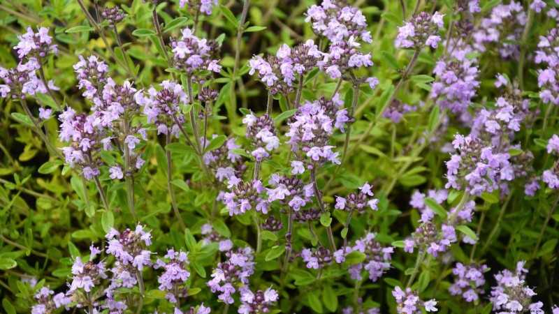 English Thyme: Planting, Growing & Care Guide | [Your Website Name]