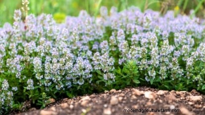 English Thyme: Planting, Growing & Care Guide | [Your Website Name]