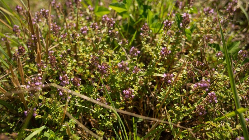 English Thyme: Planting, Growing & Care Guide | [Your Website Name]