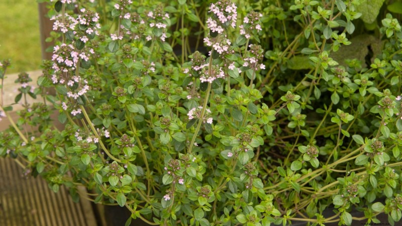 English Thyme: Planting, Growing & Care Guide | [Your Website Name]