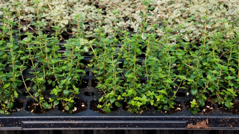 English Thyme: Planting, Growing & Care Guide | [Your Website Name]