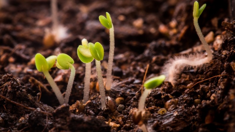 English Thyme: Planting, Growing & Care Guide | [Your Website Name]