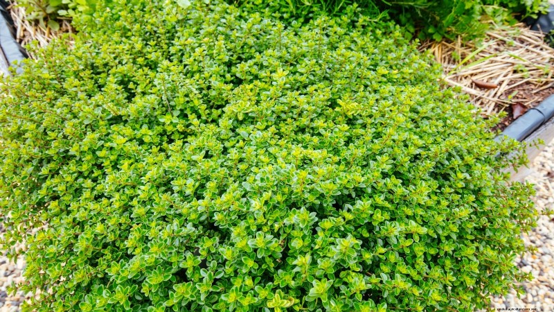 English Thyme: Planting, Growing & Care Guide | [Your Website Name]