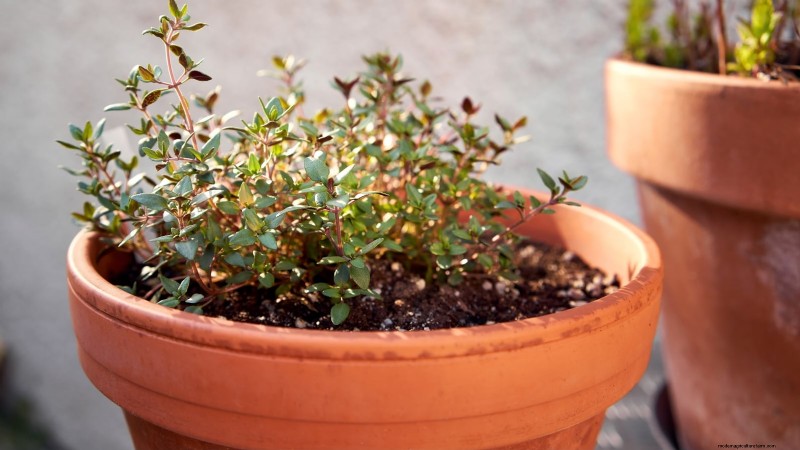 English Thyme: Planting, Growing & Care Guide | [Your Website Name]