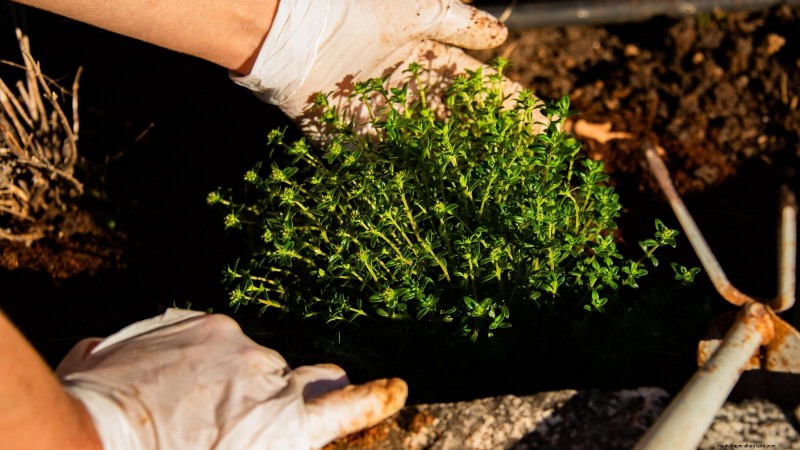 English Thyme: Planting, Growing & Care Guide | [Your Website Name]