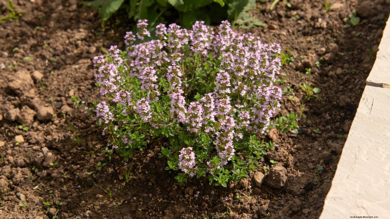 English Thyme: Planting, Growing & Care Guide | [Your Website Name]