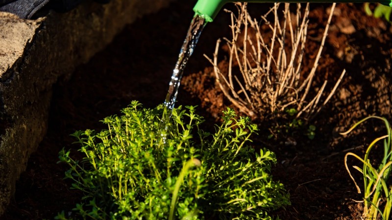 English Thyme: Planting, Growing & Care Guide | [Your Website Name]