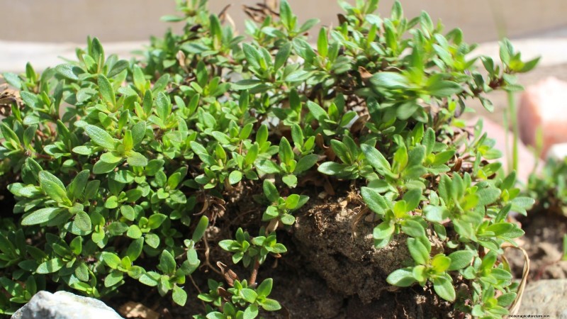 English Thyme: Planting, Growing & Care Guide | [Your Website Name]