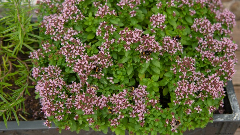 English Thyme: Planting, Growing & Care Guide | [Your Website Name]