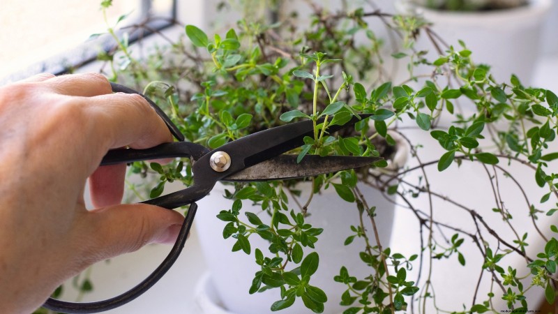 English Thyme: Planting, Growing & Care Guide | [Your Website Name]