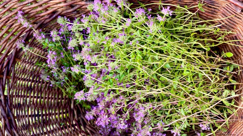 English Thyme: Planting, Growing & Care Guide | [Your Website Name]