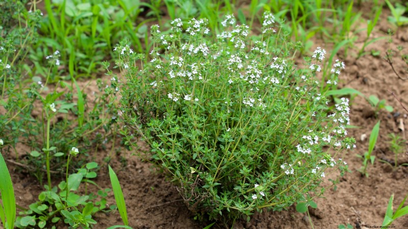 English Thyme: Planting, Growing & Care Guide | [Your Website Name]