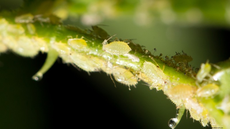 English Thyme: Planting, Growing & Care Guide | [Your Website Name]
