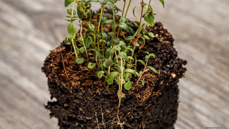 English Thyme: Planting, Growing & Care Guide | [Your Website Name]
