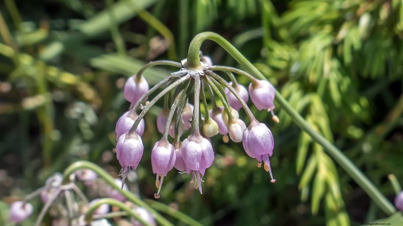 Nodding Onion: Planting, Growing & Care Guide for Beautiful Blooms