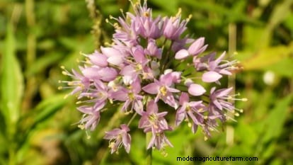 Nodding Onion: Planting, Growing & Care Guide for Beautiful Blooms