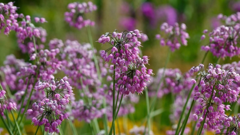 Nodding Onion: Planting, Growing & Care Guide for Beautiful Blooms