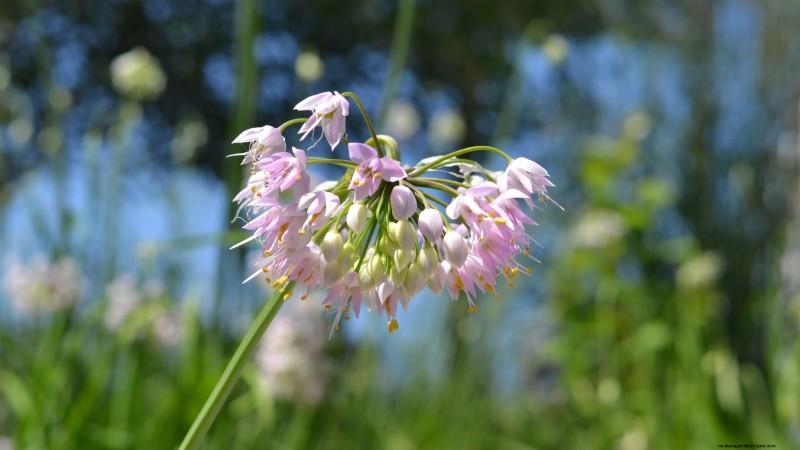 Nodding Onion: Planting, Growing & Care Guide for Beautiful Blooms