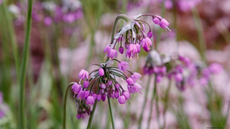 Nodding Onion: Planting, Growing & Care Guide for Beautiful Blooms