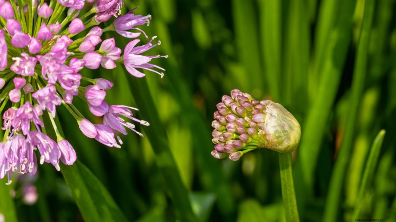 Nodding Onion: Planting, Growing & Care Guide for Beautiful Blooms