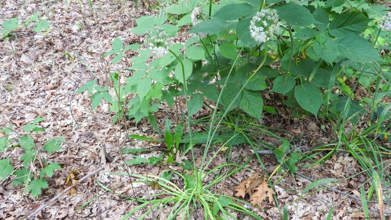 Nodding Onion: Planting, Growing & Care Guide for Beautiful Blooms