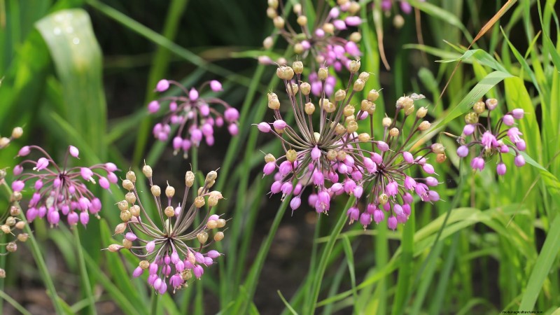 Nodding Onion: Planting, Growing & Care Guide for Beautiful Blooms