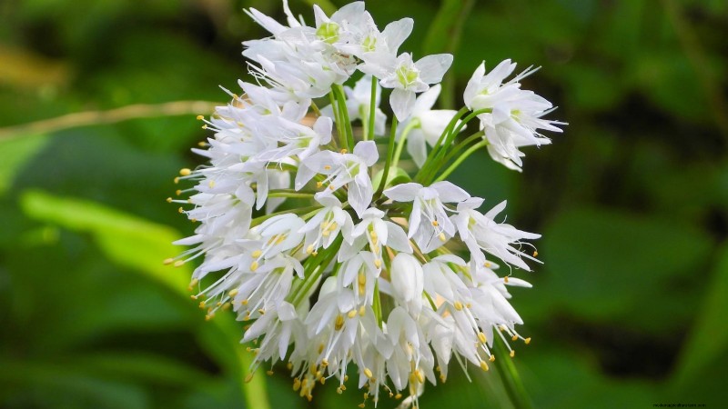 Nodding Onion: Planting, Growing & Care Guide for Beautiful Blooms