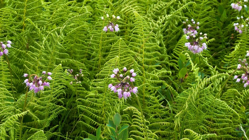 Nodding Onion: Planting, Growing & Care Guide for Beautiful Blooms