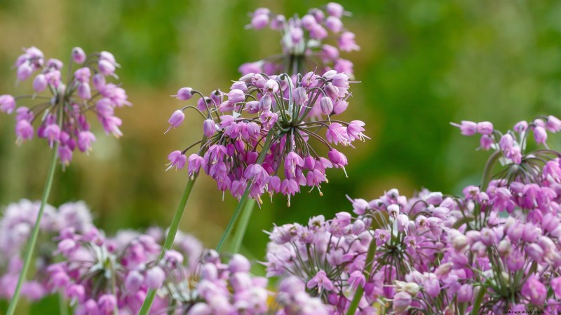 Nodding Onion: Planting, Growing & Care Guide for Beautiful Blooms