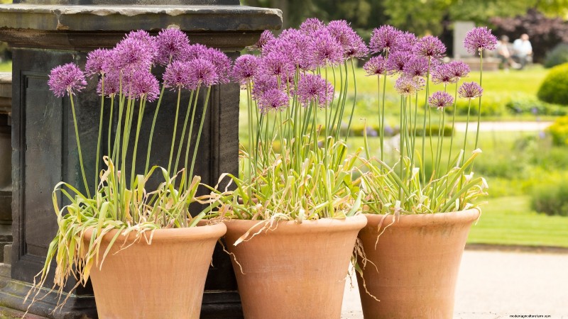 Nodding Onion: Planting, Growing & Care Guide for Beautiful Blooms