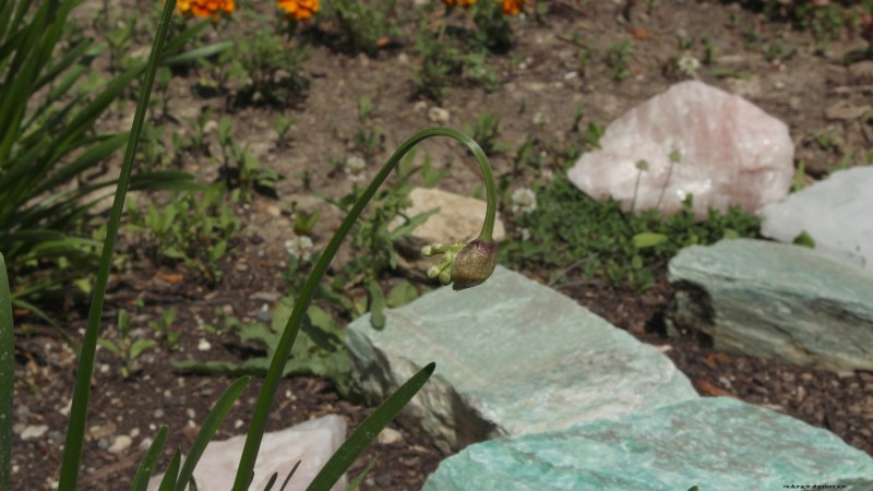 Nodding Onion: Planting, Growing & Care Guide for Beautiful Blooms