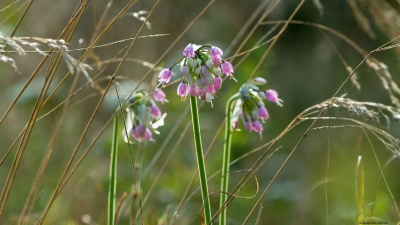 Nodding Onion: Planting, Growing & Care Guide for Beautiful Blooms