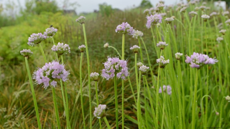 Nodding Onion: Planting, Growing & Care Guide for Beautiful Blooms