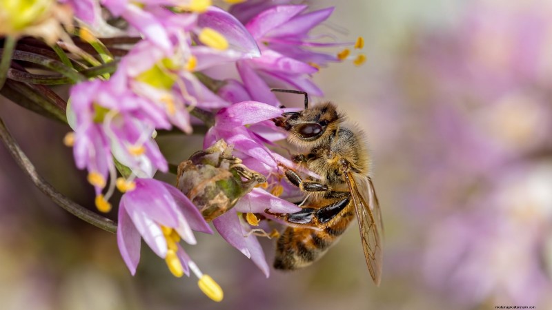 Nodding Onion: Planting, Growing & Care Guide for Beautiful Blooms