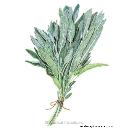 Essential Culinary Herbs for Your Garden: A Beginner s Guide