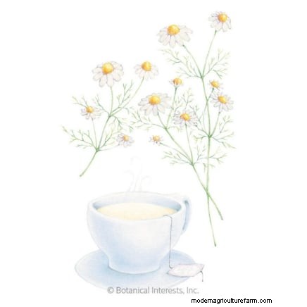 Essential Culinary Herbs for Your Garden: A Beginner s Guide