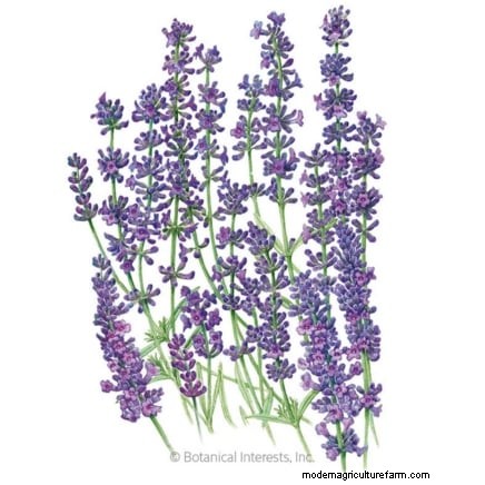 Essential Culinary Herbs for Your Garden: A Beginner s Guide