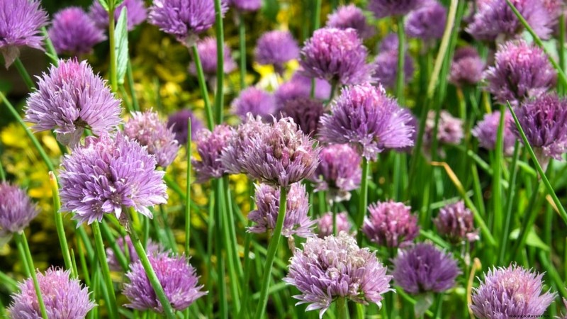 Essential Culinary Herbs for Your Garden: A Beginner s Guide